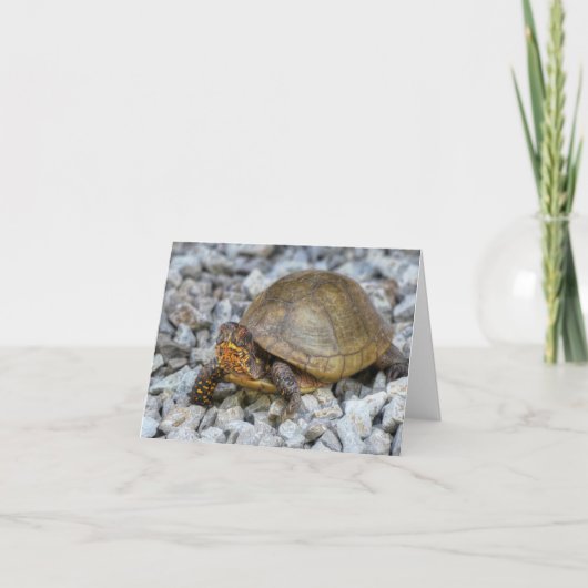 Box Turtle Karte (Vorderseite)
