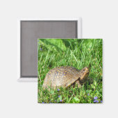 Box Turtle Magnet (Vorderseite/Rückseite)