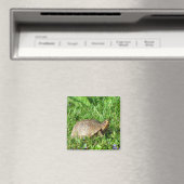 Box Turtle Magnet (In Situ (Geschirrspüler))