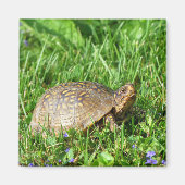 Box Turtle Magnet (Vorne)