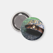 Box Turtle Magnet (Vorderseite/Rückseite)