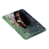 Box Turtle Magnet (Rechte Seite)