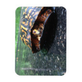 Box Turtle Magnet (Vertikal)