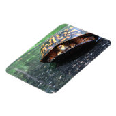 Box Turtle Magnet (Linke Seite)