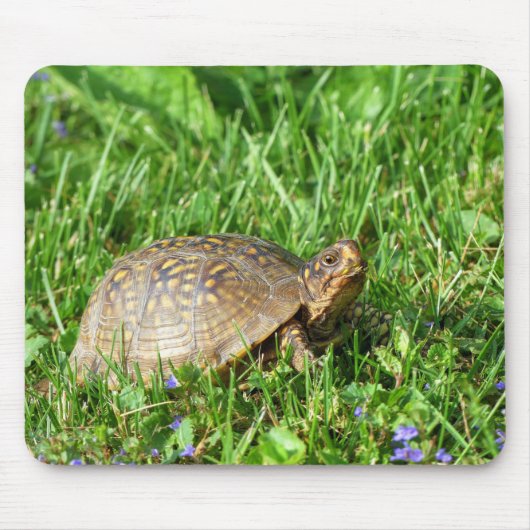Box Turtle Mousepad (Vorne)