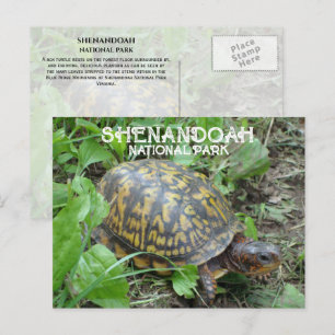 Box Turtle Munching Plantain, Shenandoah NP Postkarte