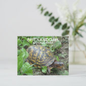 Box Turtle Munching Plantain, Shenandoah NP Postkarte (Stehend Vorderseite)