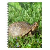 Box Turtle Notizblock (Vorderseite)
