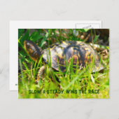 Box Turtle Postcard Postkarte (Vorne/Hinten)
