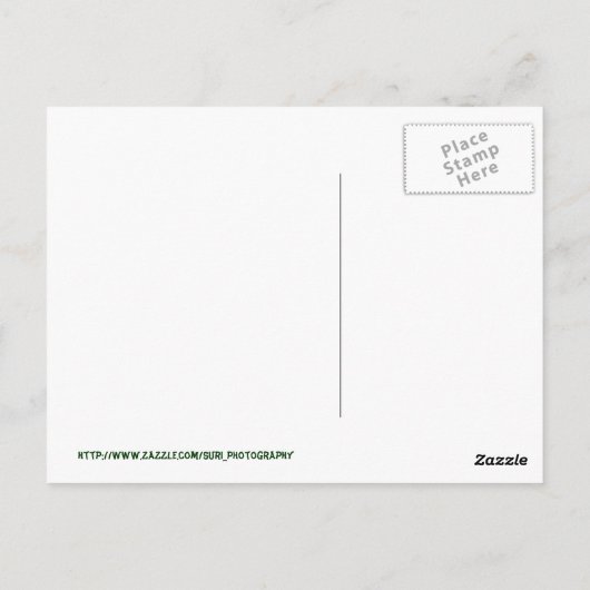 Box Turtle Postcard Postkarte (Rückseite)