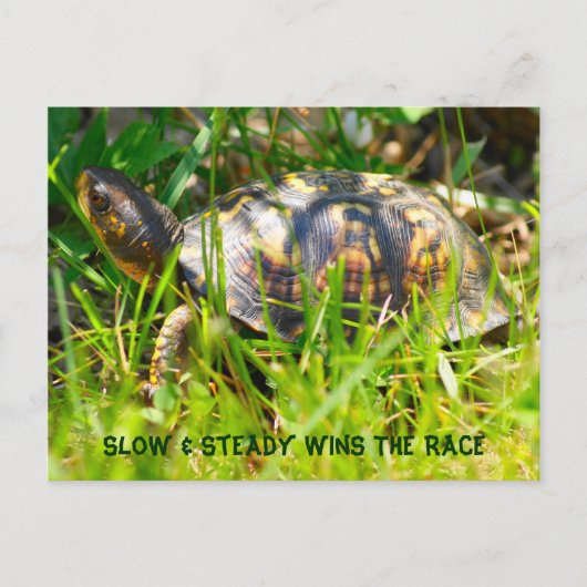 Box Turtle Postcard Postkarte (Vorderseite)