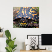 Box Turtle Poster (Heimbüro)