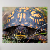 Box Turtle Poster (Vorne)