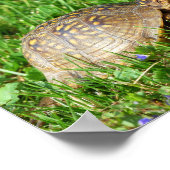 Box Turtle Poster (Ecke)