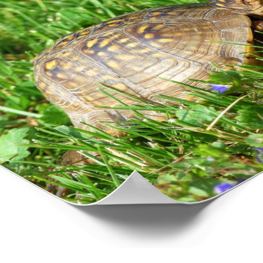Box Turtle Poster (Ecke)