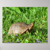 Box Turtle Poster (Vorne)