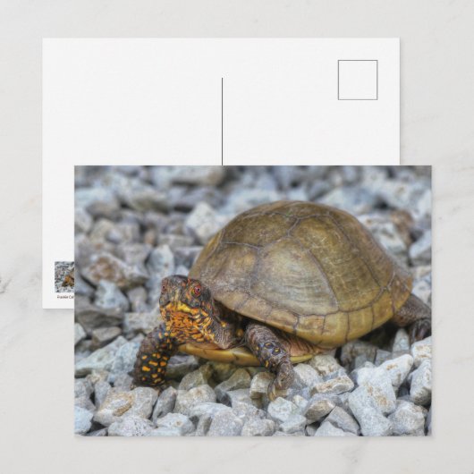 Box Turtle Postkarte (Vorne/Hinten)
