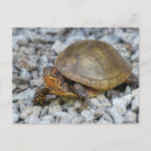 Box Turtle Postkarte (Vorderseite)