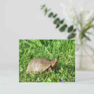 Box Turtle Postkarte