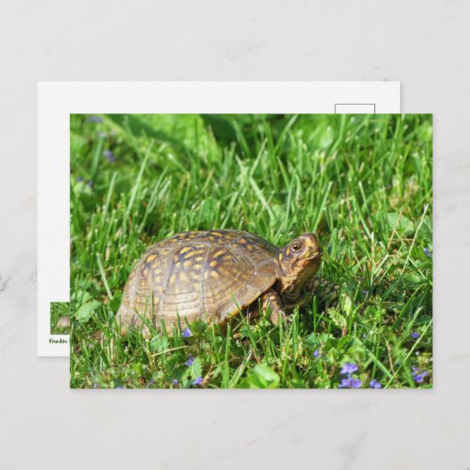 Box Turtle Postkarte (Vorne/Hinten)