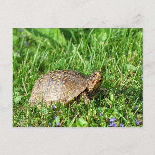 Box Turtle Postkarte (Vorderseite)