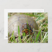 Box Turtle Postkarte (Vorne/Hinten)