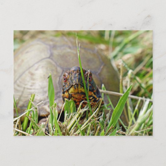 Box Turtle Postkarte (Vorderseite)