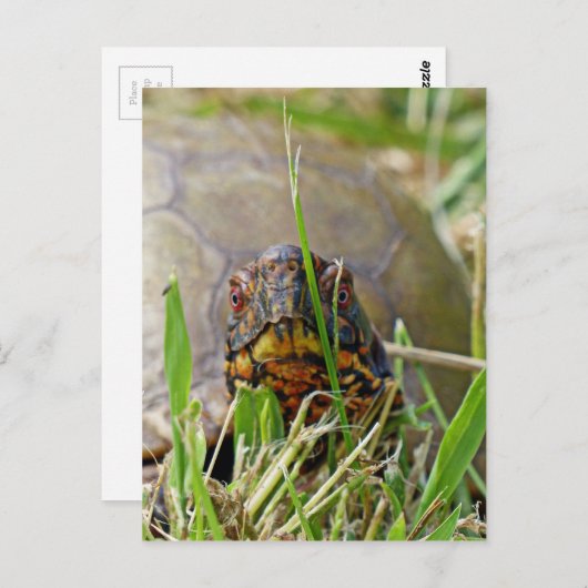 Box Turtle Postkarte (Vorne/Hinten)