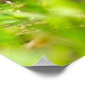 Box Turtle Print Poster (Ecke)