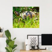 Box Turtle Print Poster (Heimbüro)