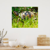 Box Turtle Print Poster (Küche)