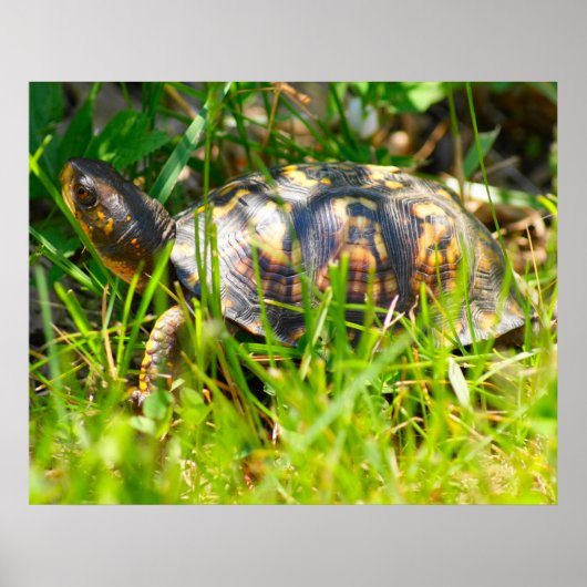Box Turtle Print Poster (Vorne)