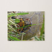 Box Turtle Puzzle (Horizontal)