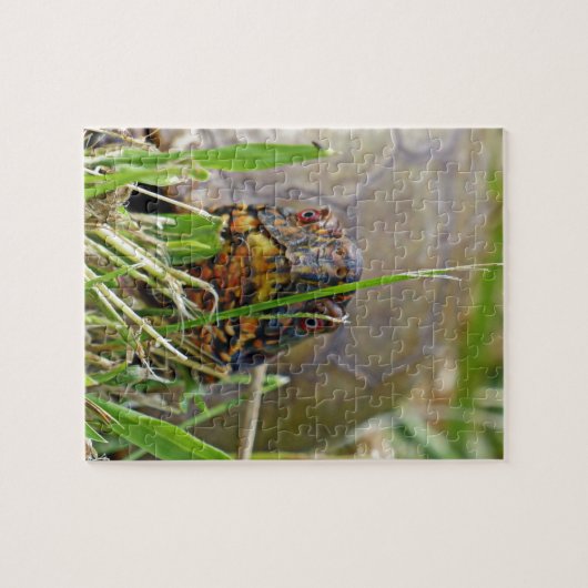 Box Turtle Puzzle (Horizontal)