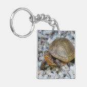 Box Turtle Schlüsselanhänger (Vorderseite links)