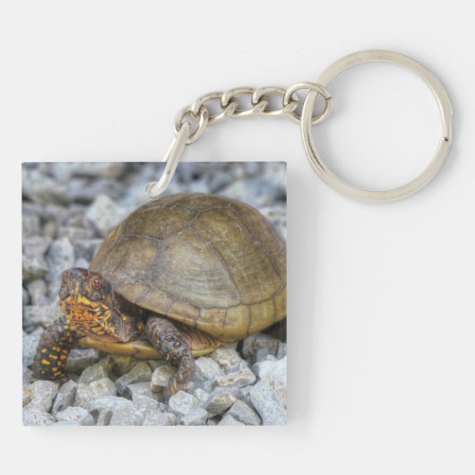 Box Turtle Schlüsselanhänger (Rückseite)