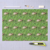 Box Turtle Seidenpapier (Handwerk)