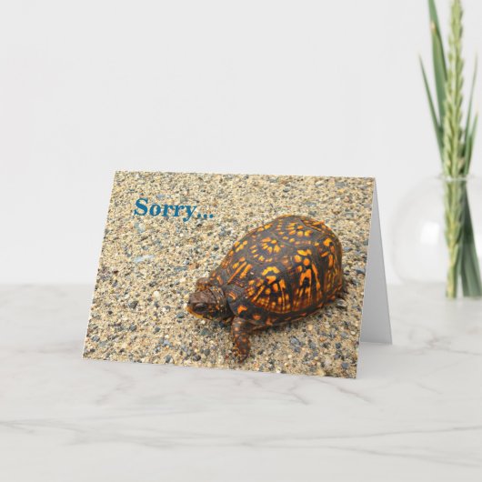 Box Turtle Sorry Belated Birthday Karte (Vorderseite)