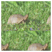 Box Turtle Stoff (Nahaufnahme)