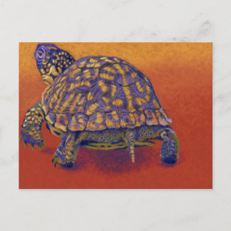 Box Turtle, Tortoise Postkarte