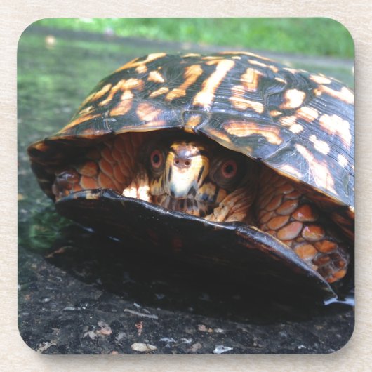 Box Turtle Untersetzer (Vorderseite)