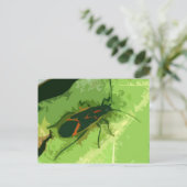 Boxelder Bug Postkarte (Stehend Vorderseite)