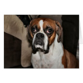 Boxer (Vorderseite (Horizontal))