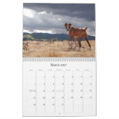 BOXER 2010 KALENDER (Mär 2027)