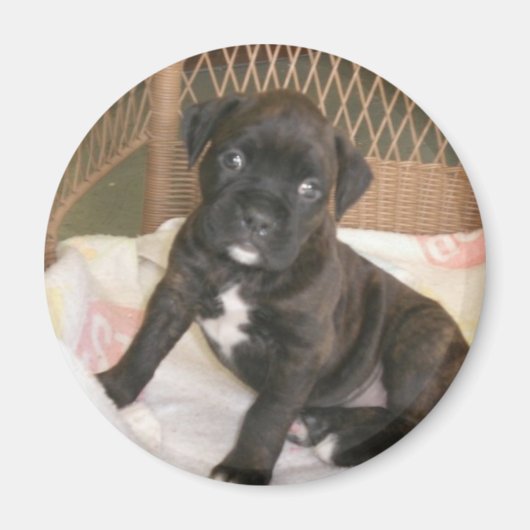 Boxer Baby! Magnet (Vorne)