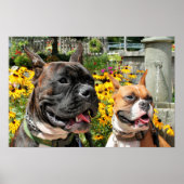 Boxer Baxter Bella 8 Poster (Vorne)