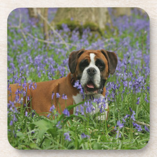 Boxer, der in Bluebells legt Getränkeuntersetzer