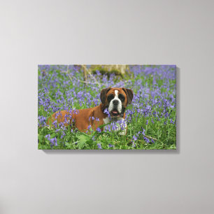 Boxer, der in Bluebells legt Leinwanddruck