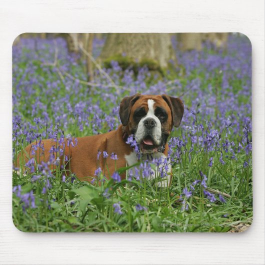 Boxer, der in Bluebells legt Mousepad (Vorne)