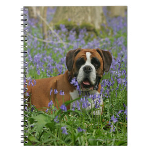 Boxer, der in Bluebells legt Notizblock